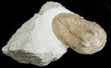 Rarely Seen Pseudoasaphinus Gostilicyensis Trilobite #6456-1